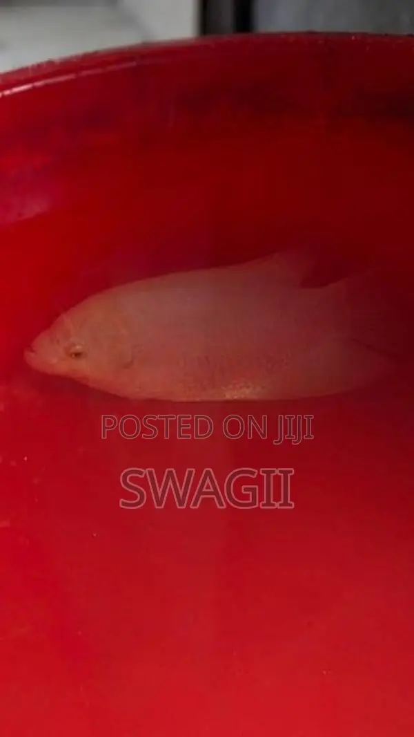 Giant Gurami