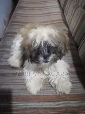 Shih Tzu Puppies