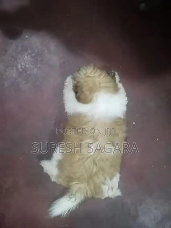 Shih Tzu Puppies