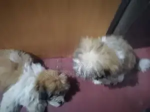 Shih Tzu Puppies