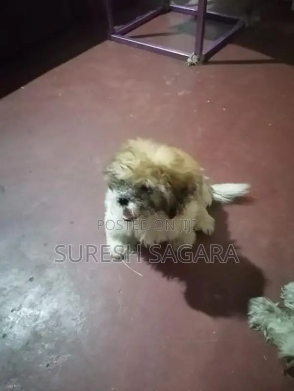 Shih Tzu Puppies