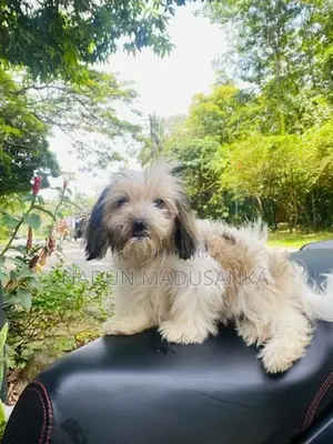 Shihtzu Female Puppy