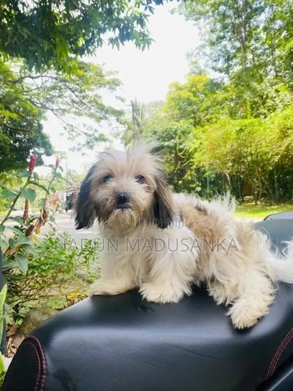 Shihtzu Female Puppy