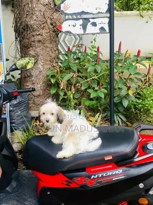 Shihtzu Female Puppy