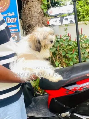 Shihtzu Female Puppy