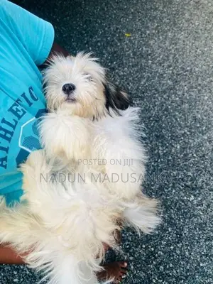 Shihtzu Female Puppy