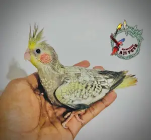 cocktail hand feeding size chicks