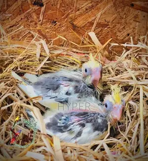 cocktail hand feeding size chicks