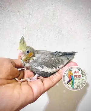 cocktail hand feeding size chicks