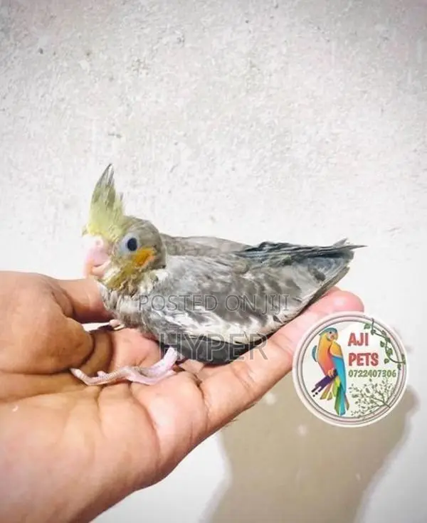 cocktail hand feeding size chicks