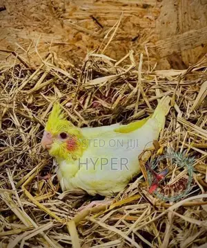 cocktail hand feeding size chicks