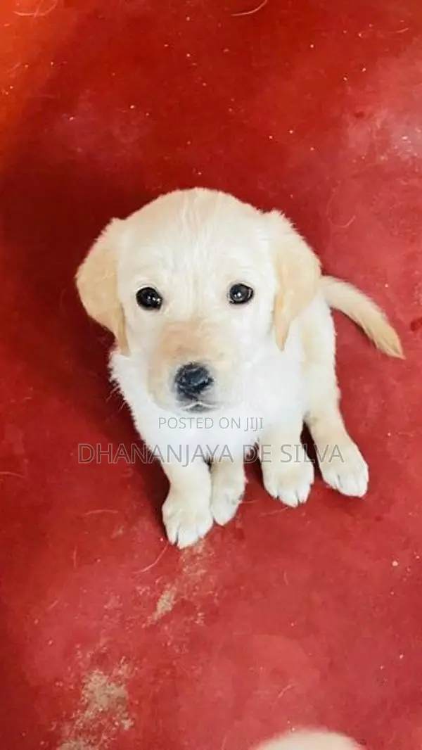 Labrador Retriever Puppies