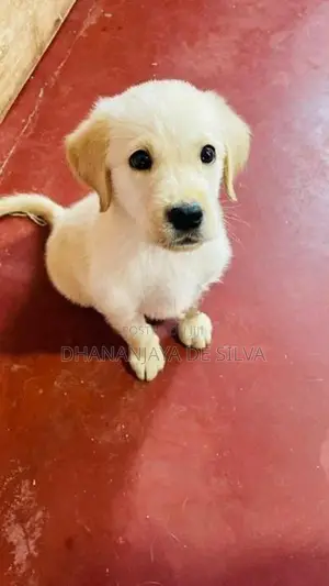 Labrador Retriever Puppies