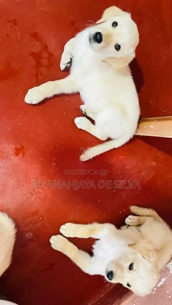Labrador Retriever Puppies