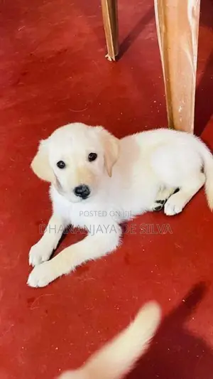 Labrador Retriever Puppies