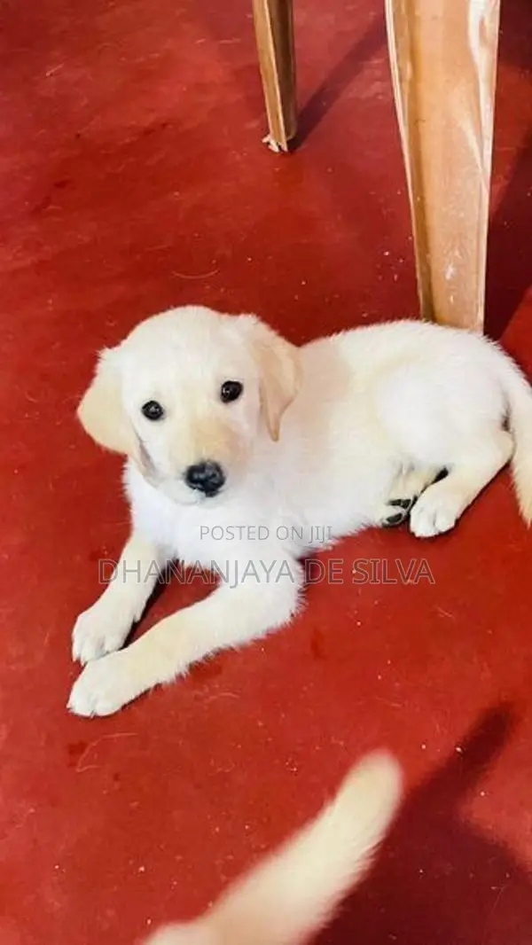 Labrador Retriever Puppies