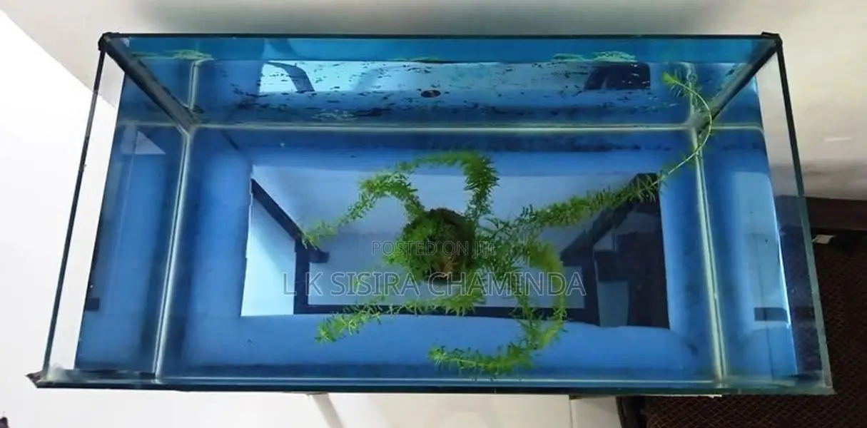 Fish Tank with stand