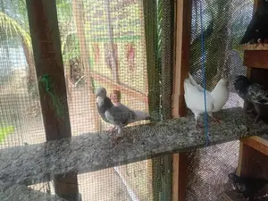 pigeon