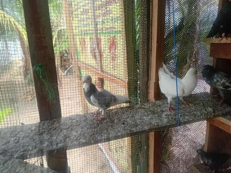 pigeon