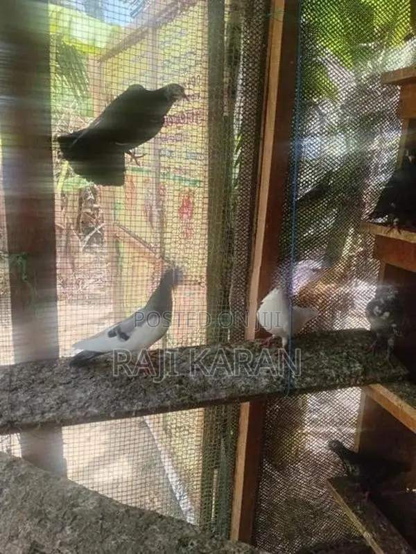 pigeon
