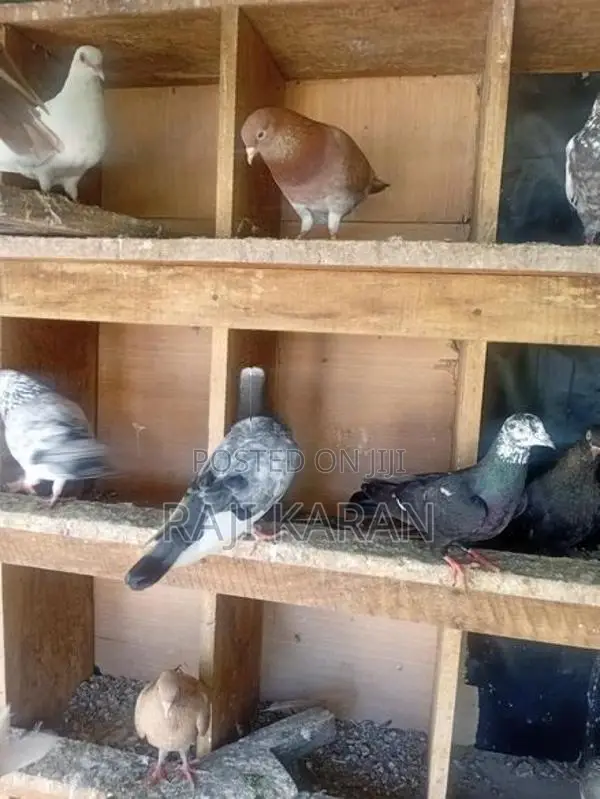 pigeon