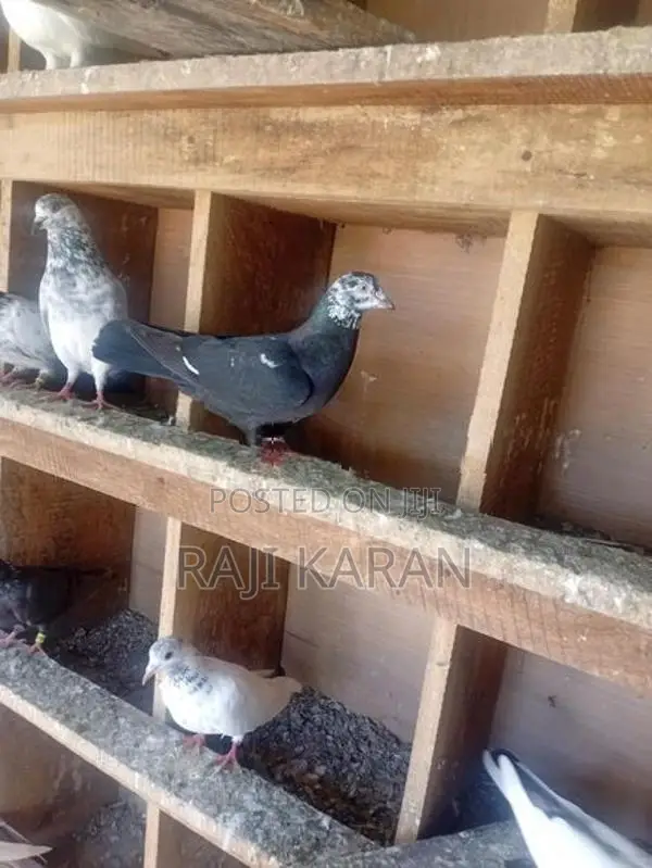 pigeon
