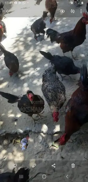 ஊர் கோழி