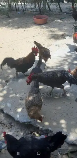 ஊர் கோழி