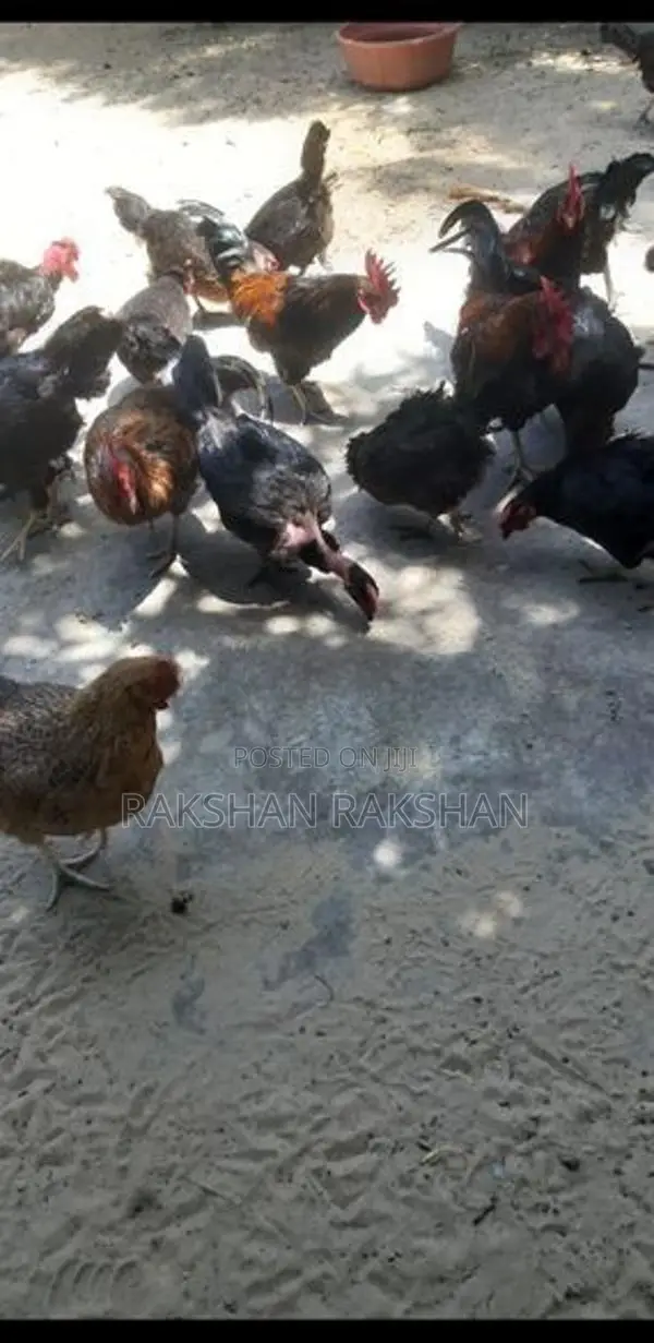 ஊர் கோழி