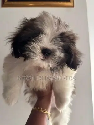 Shih Tzu Puppies