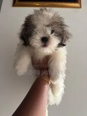 Shih Tzu Puppies