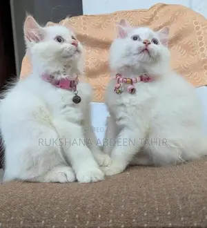 White Persian Cats