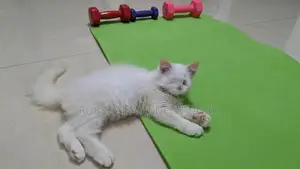 White Persian Cats