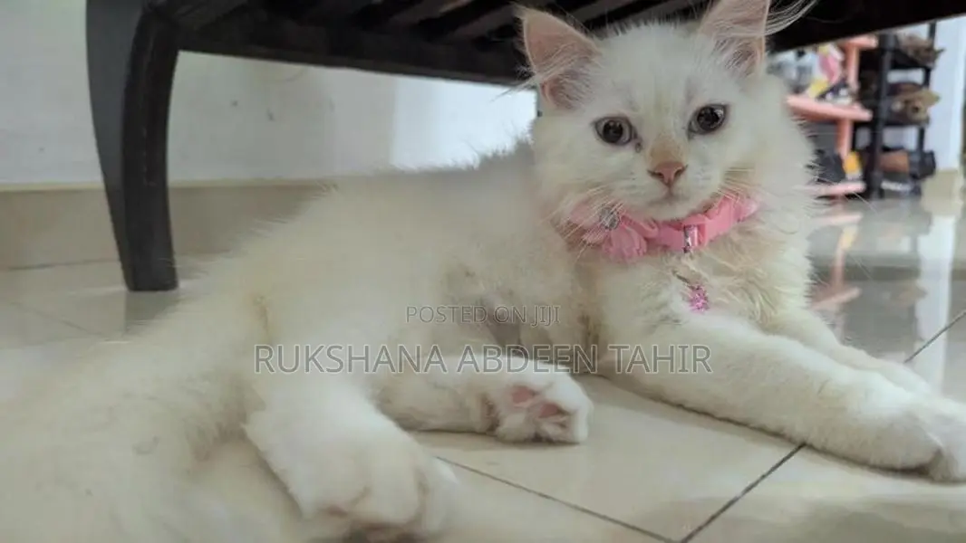 White Persian Cats