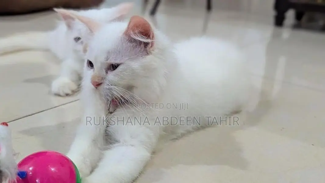 White Persian Cats