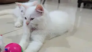 White Persian Cats