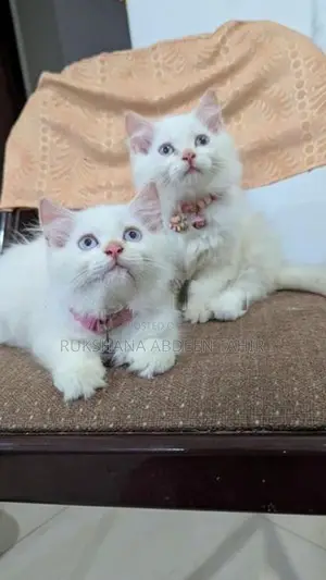 White Persian Cats