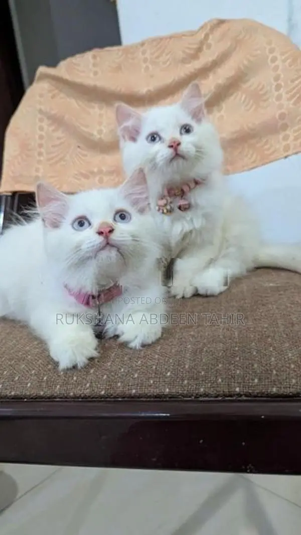 White Persian Cats