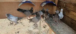 timing pigeon
