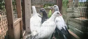 timing pigeon