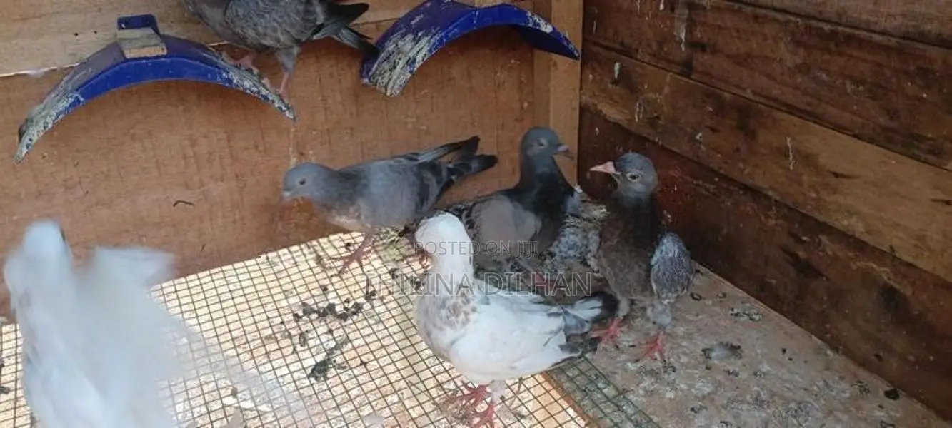 timing pigeon