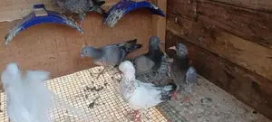 timing pigeon
