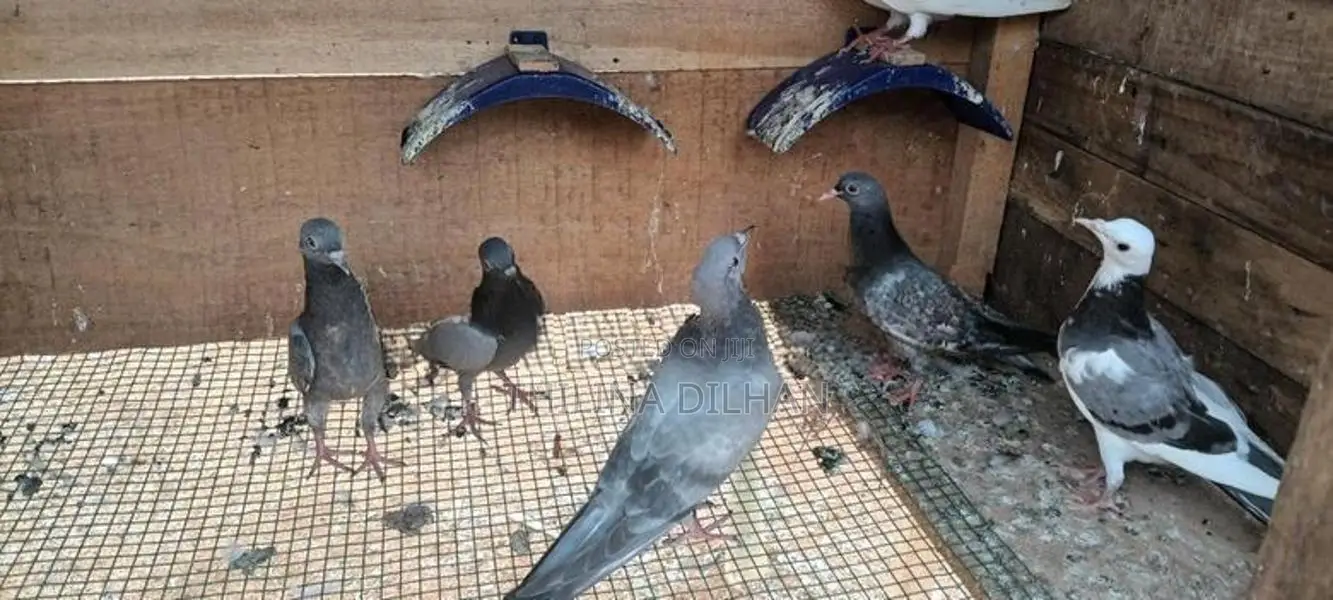 timing pigeon