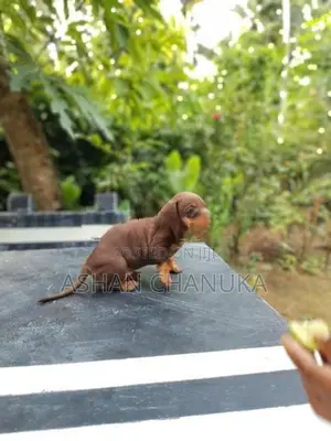 Dashound pupy