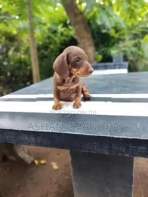 Dashound pupy