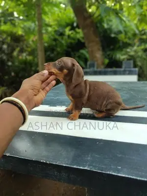 Dashound pupy