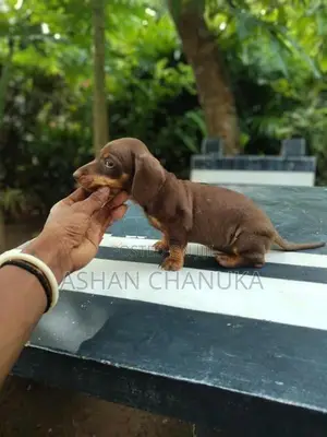 Dashound pupy