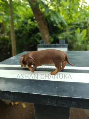 Dashound pupy