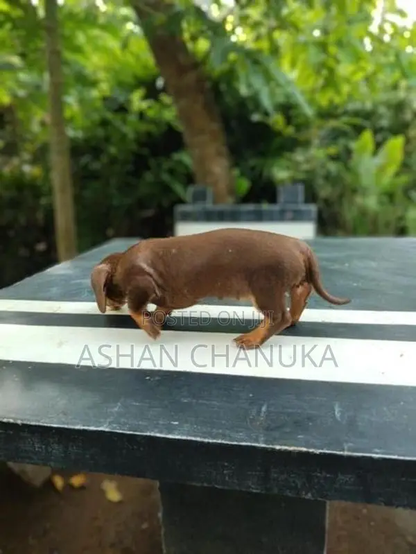 Dashound pupy