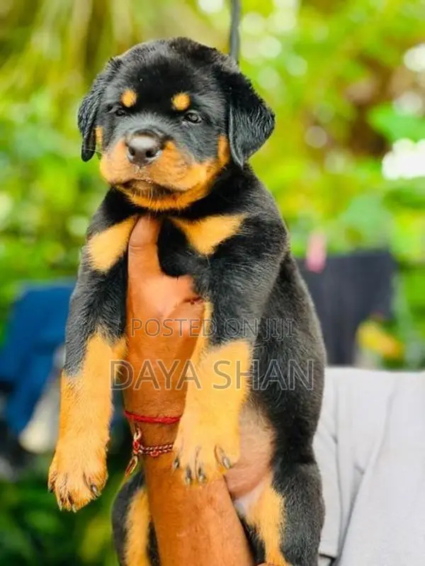 Rottweiler Puppy